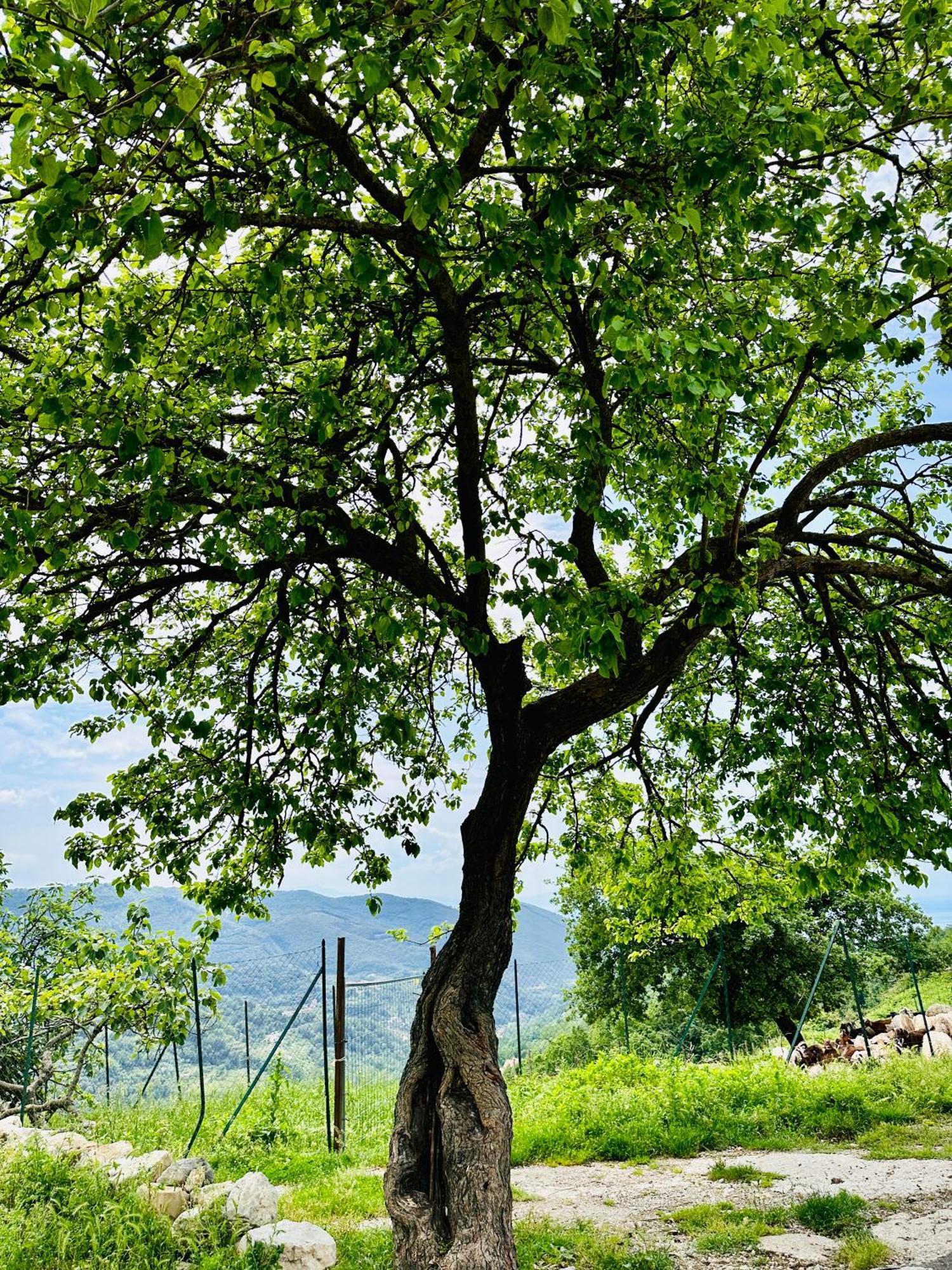 Bed and Breakfast La Riggiola Salerno Exteriér fotografie